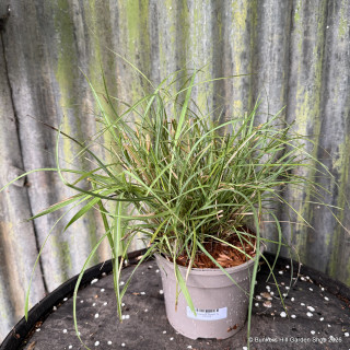 Miscanthus 'Adagio' 2L