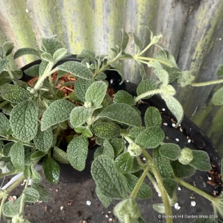 Phlomis lanata 'Frog Hall Form' 2L