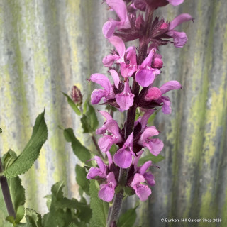 Salvia nemerosa 'Katsjing'®