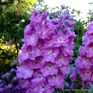 Delphinium Fountain Lilac Pink 1ltr
