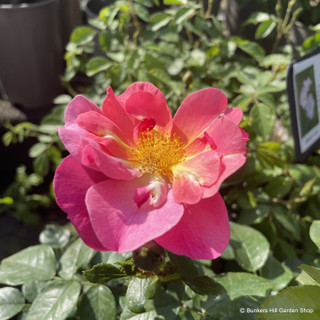 Secret Smile - Floribunda Rose