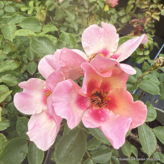 Rose 'For your eyes only' - Floribunda rose