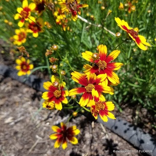 Coreopsis rosea 'Twinklebells Copper'-1L