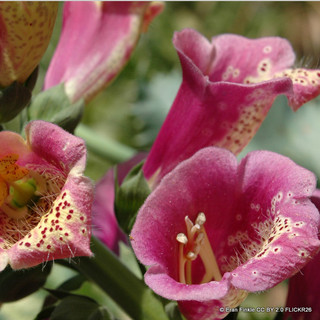 Digitalis purpurea 'Foxybee Dark Red' - 3L