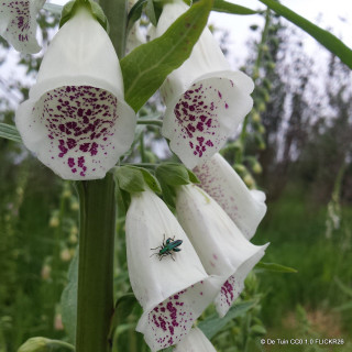Digitalis purpurea 'Foxybee Cream' - 3L