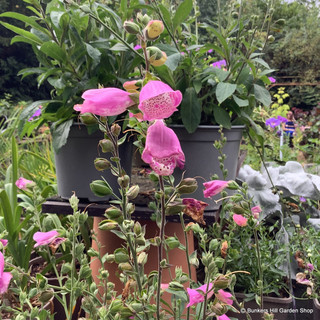 Digitalis mertonensis (Foxglove) 1ltr