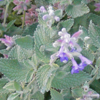 Nepeta faassenii 'Blue Wonder' (Catmint) 1ltr