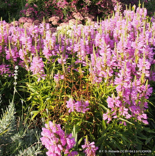 Physostegia virginiana 'Rose' 1ltr