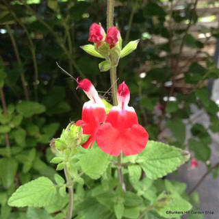 Salvia 'Hot Lips' 1ltr