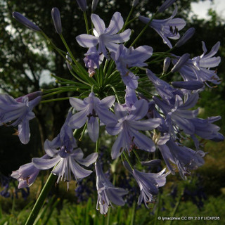 Agapanthus 'Amourette superb blue' p14