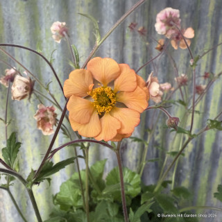 Geum 'Tempo orange'