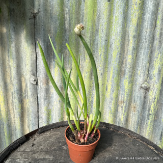 Welsh Onion (11cm)