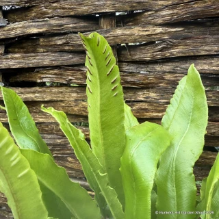 Asplenium scolopendrium 2L