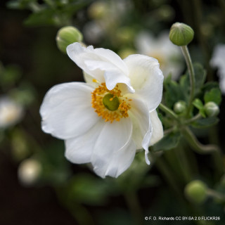 Anemone 'Honorine Jobert'