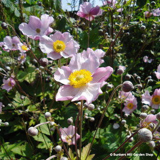 Anemone 'September Charm' - 2ltr
