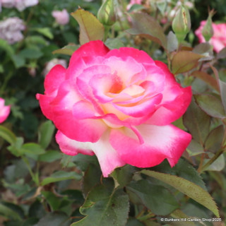 You're My Everything - Hybrid Tea Rose