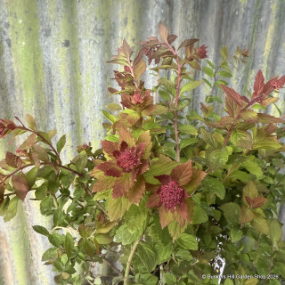 Spiraea 'Sparkling Champagne'
