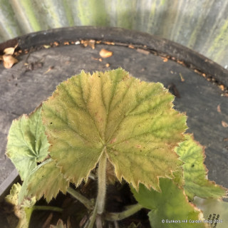 Heuchera villosa 'Autumn Bride' 1ltr pot