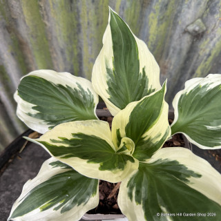 Hosta 'Minute Man'-3L