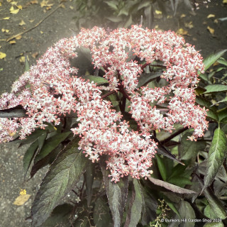 Sambucus 'Black Beauty' 10L