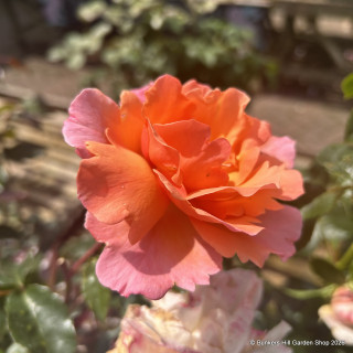 Fragrant Delight - Floribunda Rose