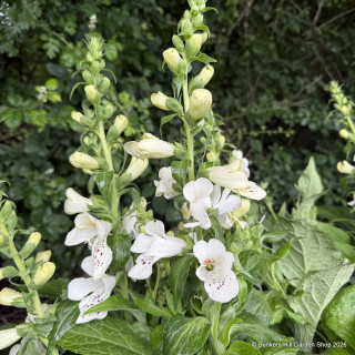 Digitalis purpurea 'Foxybee White' - 3L