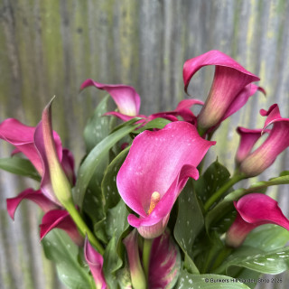 Zantedeschia