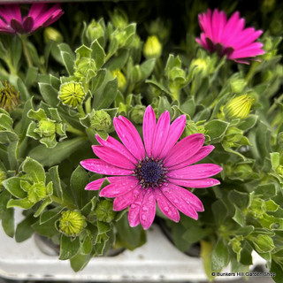 Osteospermum - mixed colours