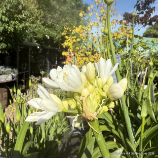 Agapanthus INSTANT (p23)