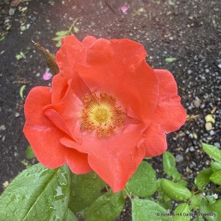 Fred Loads - Shrub Rose