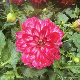 Dahlia grandalia