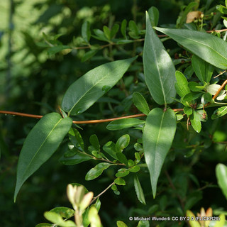 Lonicera 'Henryi' (Dutch Honeysuckle)
