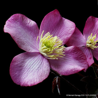 Clematis 'Van Gogh' (Charity clematis)