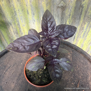 Basil (Purple) - 11cm
