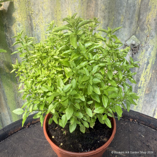 Greek Basil (11 cm)