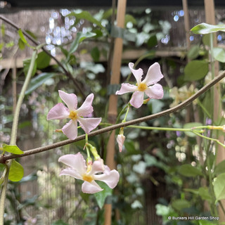 Trachelospermum 'Pink Showers'
