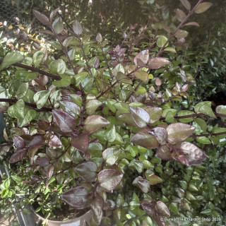 Lonicera nitida 'Purple Storm' 15L