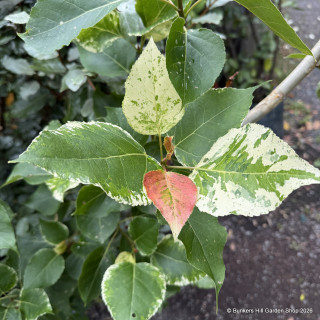 Populus candicans 'Aurora'