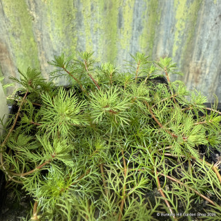 Myriophyllum rubicaule (red stem) 2 ltr OXY