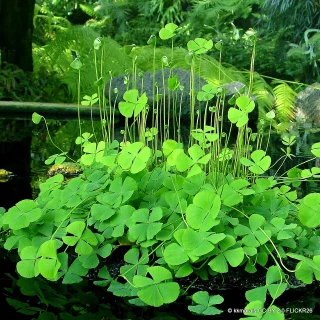 Marsilea quadrifolia 2 ltr OXY