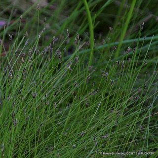 Eleocharis acicularis 2 ltr OXY