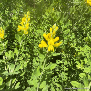 Cytisus 'Porlock' 15L