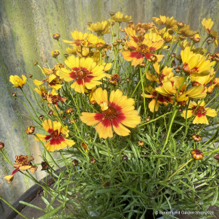 Coreopsis 'Twinkerbelle'