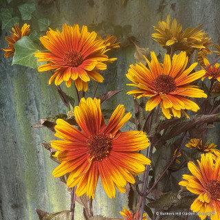 Heliopsis 'Funky Spinner'