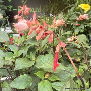 Salvia 'Ember's wish'