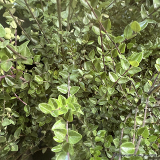 Lonicera nitida 'Copper Glow'