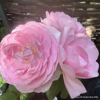Rose 'The Ancient Mariner' ( David Austin) 4L