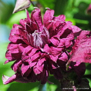 Clematis vit. purpurea elegans 2L