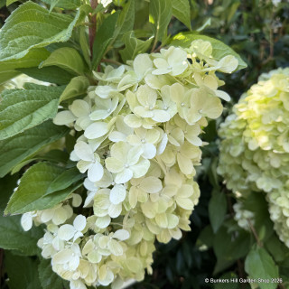 Hydrangea Silver Dollar 10L