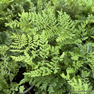 Dryopteris austriaca 'Lepidota Crispa Cristata' 3L